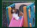 Shelamo Shelties/sPawDays image 2