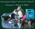 Shelamo Shelties/sPawDays image 3