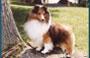 Shelamo Shelties/sPawDays image 5