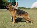 Shiphra German Shepherds image 2