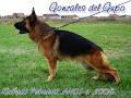 Shiphra German Shepherds image 3