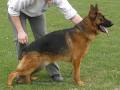 Shiphra German Shepherds image 4