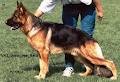 Shiphra German Shepherds image 6