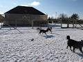 Shortts Lake Doggy Daycare image 6