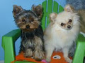 Small Paws Doggie Daycare and Grooming image 2