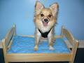 Small Paws Doggie Daycare and Grooming image 5