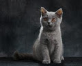 Soft Paws - British Shorthair Cats image 2