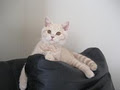 Soft Paws - British Shorthair Cats image 3