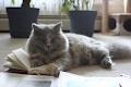 Soft Paws - British Shorthair Cats image 4