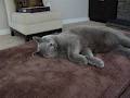 Soft Paws - British Shorthair Cats image 5