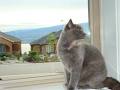 Soft Paws - British Shorthair Cats image 6