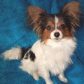 Starforce Kennel - Papillons and Pomeranians image 3