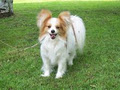 Starforce Kennel - Papillons and Pomeranians image 4