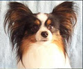 Starforce Kennel - Papillons and Pomeranians image 6