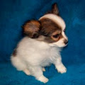 Starforce Kennel - Papillons and Pomeranians image 1
