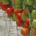 Sun Harvest Greenhouses image 2