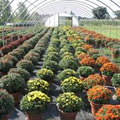 Sun Harvest Greenhouses image 3