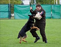 SuperK9s.com image 2