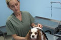Taffy's Pampered Pups - Cat & Dog Grooming image 2