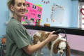 Taffy's Pampered Pups - Cat & Dog Grooming image 4