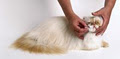 Taffy's Pampered Pups - Cat & Dog Grooming image 1