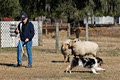 Tee Creek Dog Training image 2