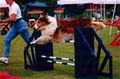 Tee Creek Dog Training image 1