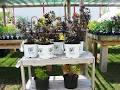 The Lawn Rangers Garden Centre image 6