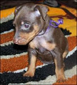 ToyKing Kennels - Min Pin Breeder image 2