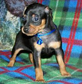 ToyKing Kennels - Min Pin Breeder image 3