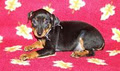 ToyKing Kennels - Min Pin Breeder image 4