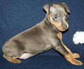 ToyKing Kennels - Min Pin Breeder image 1