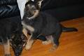 Ulvilden German Shepherds image 6