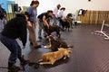 Unleash Dog Training Inc. image 2