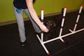 Unleash Dog Training Inc. image 3