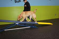 Unleash Dog Training Inc. image 4