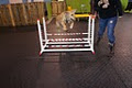 Unleash Dog Training Inc. image 5
