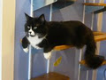 Urban Tails - Adoring Care for Cats image 6