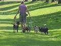Vancity Dogwalkers image 3