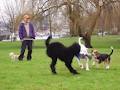 Vancity Dogwalkers image 5