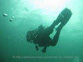 Vancouver Diving - Scuba dive guide in Vancouver and British Columbia area. image 3