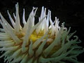 Vancouver Diving - Scuba dive guide in Vancouver and British Columbia area. image 5