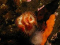 Vancouver Diving - Scuba dive guide in Vancouver and British Columbia area. image 6