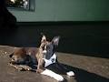 Waggin Tails By Sherry Inc image 6