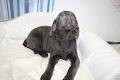 Wagging Tails | Edmonton Kennel & Labrador Breeder image 3