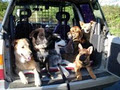 West Coast Dog Training image 1