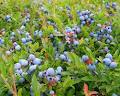 Wild Blueberry Producers Assoc Of NS image 5