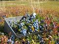 Wild Blueberry Producers Assoc Of NS image 6