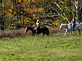 Winding Fences Farm image 1