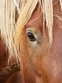 WintertonEquine Dentistry image 1